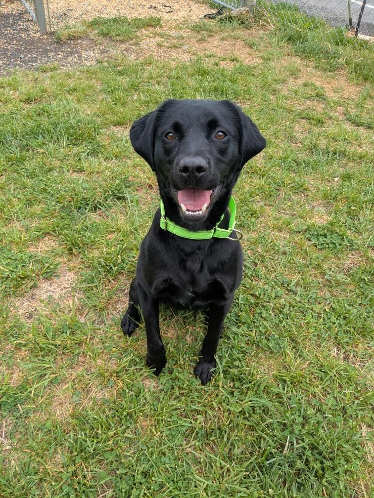 Enlarge Blaze, a Adoptable mixed breed in Blountville, TN image 6/6