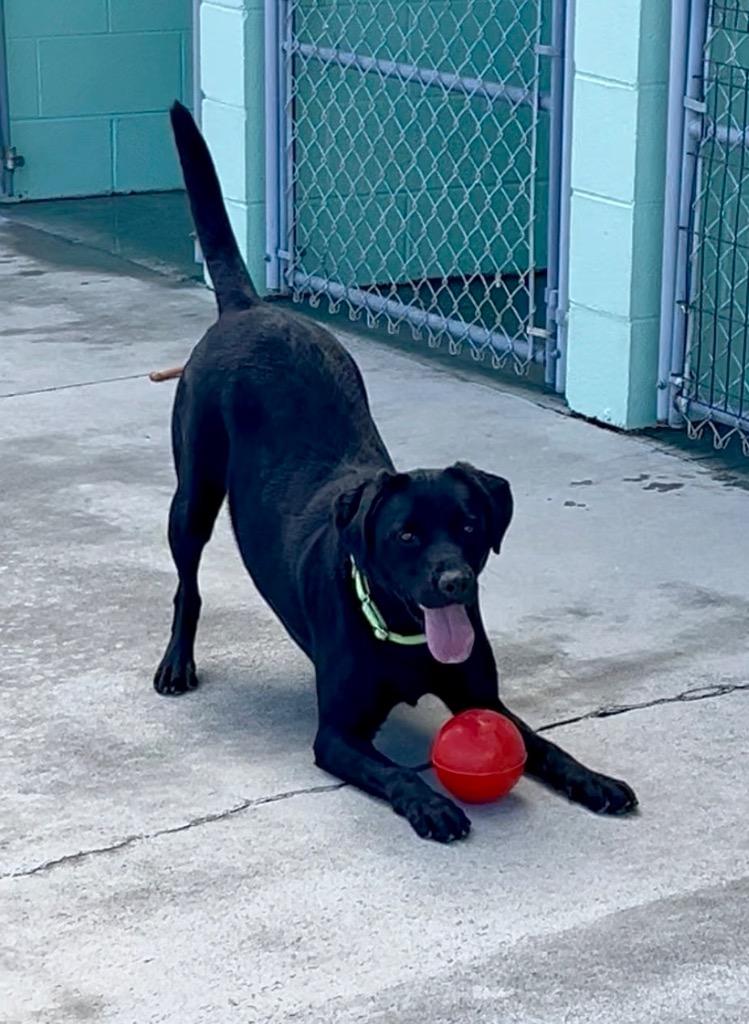 Enlarge Blaze, a Adoptable mixed breed in Blountville, TN image 6/6