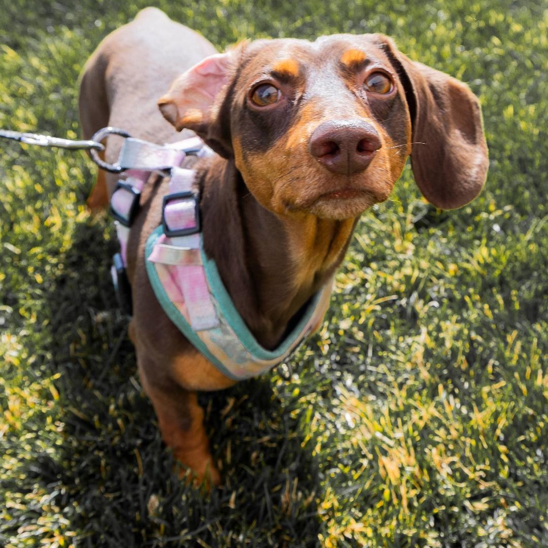 Enlarge Kirby, a Adoptable Dachshund in Millville, UT image 1/2