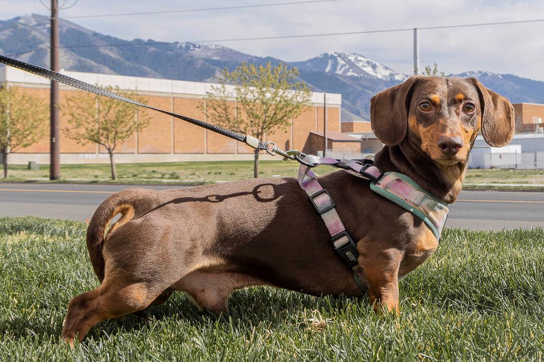 Enlarge Kirby, a Adoptable Dachshund in Millville, UT image 2/2