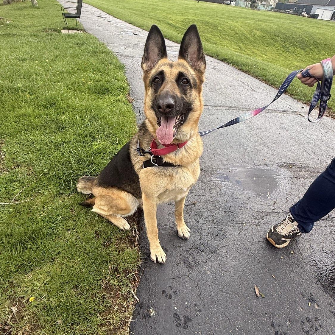 Dora, a ADOPTABLE mixed breed in Adrian, MI image 4/5