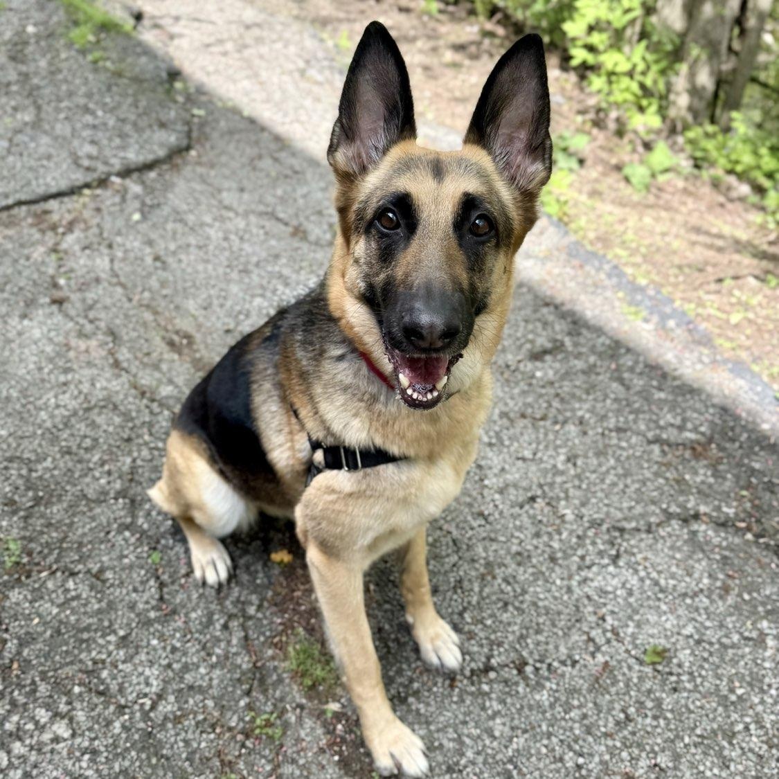 Dora, a ADOPTABLE mixed breed in Adrian, MI image 2/5