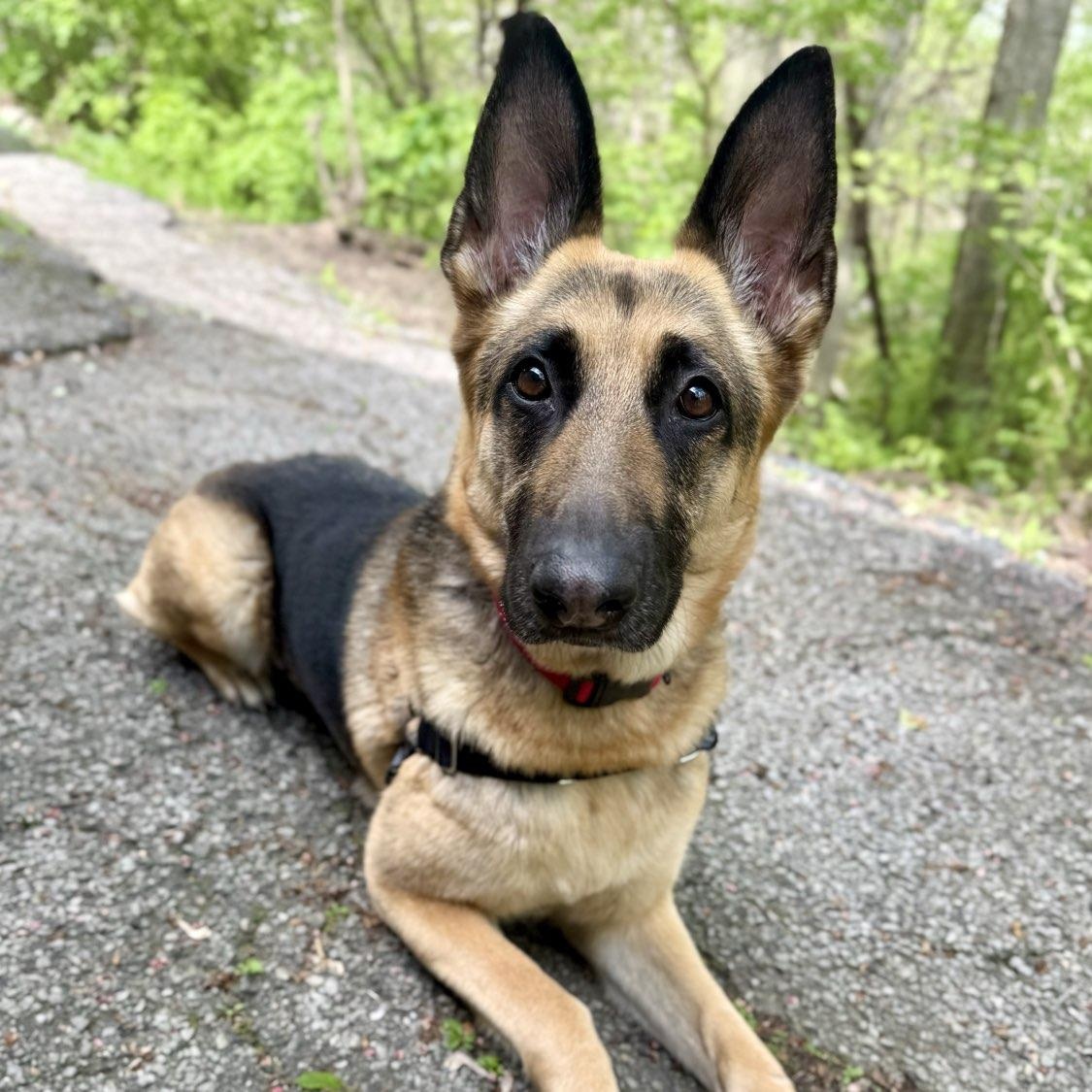 Dora, ADOPTABLE, Young Female Shepherd.