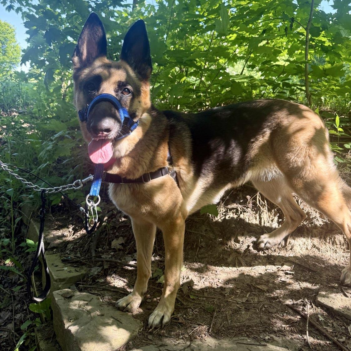 Dora, a ADOPTABLE mixed breed in Adrian, MI image 3/5