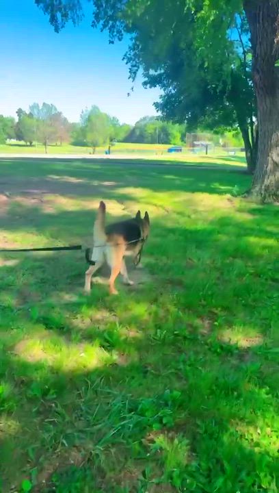 Enlarge Dora, a ADOPTABLE mixed breed in Adrian, MI video 5/5