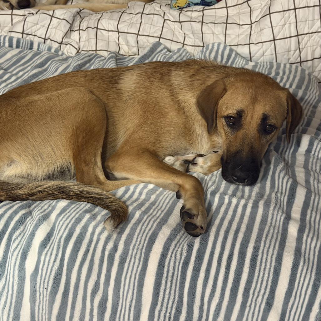 Chloe, Adoptable, Young Female Black Mouth Cur & Labrador Retriever.