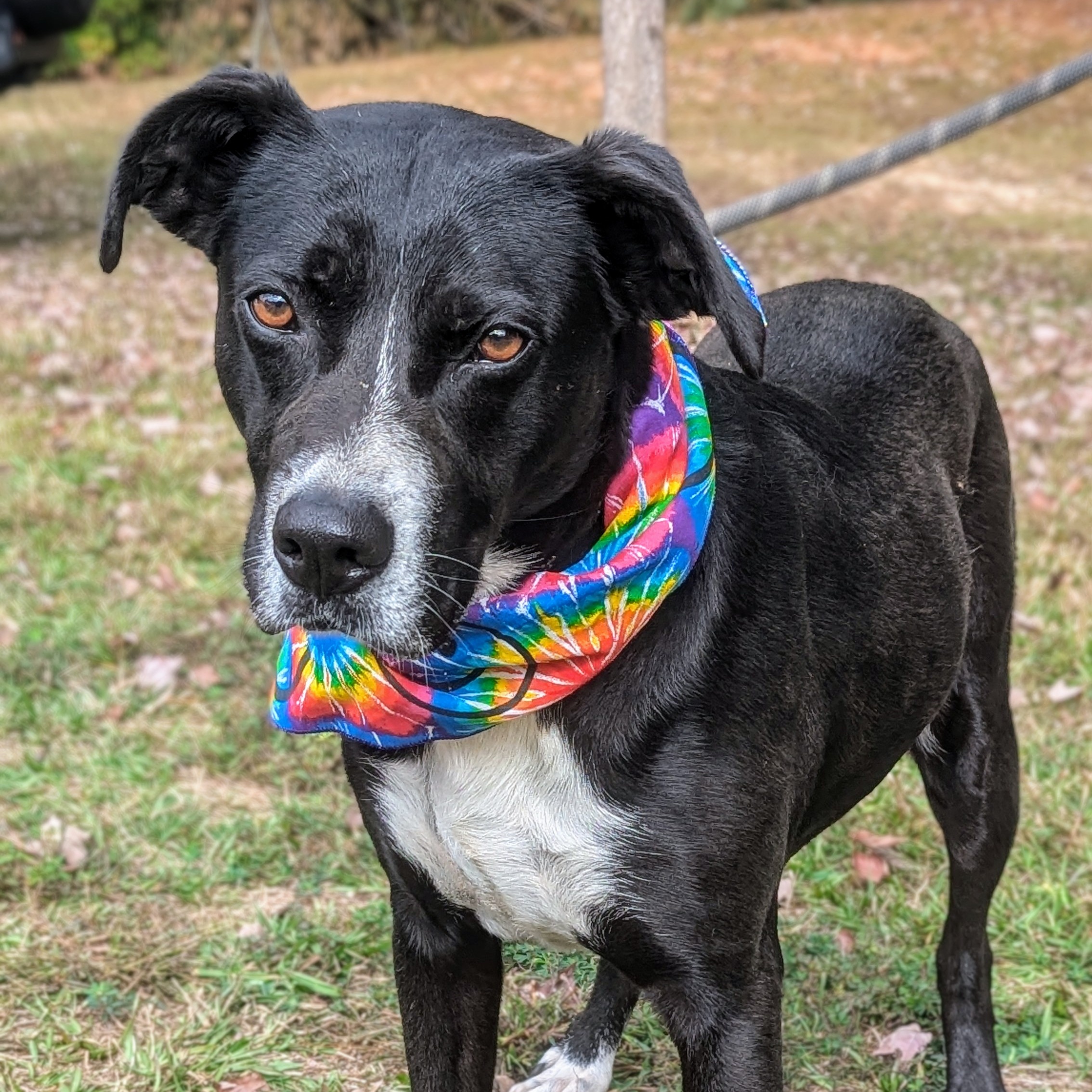 Gemma, a Adoptable mixed breed in Sautee Nacoochee, GA image 2/5