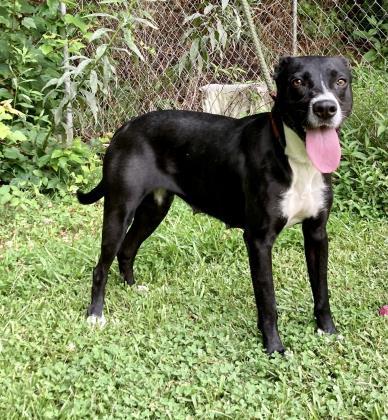 Gemma, a Adoptable mixed breed in Sautee Nacoochee, GA image 4/5