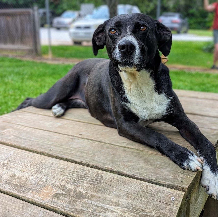 Gemma, a Adoptable mixed breed in Sautee Nacoochee, GA image 3/5
