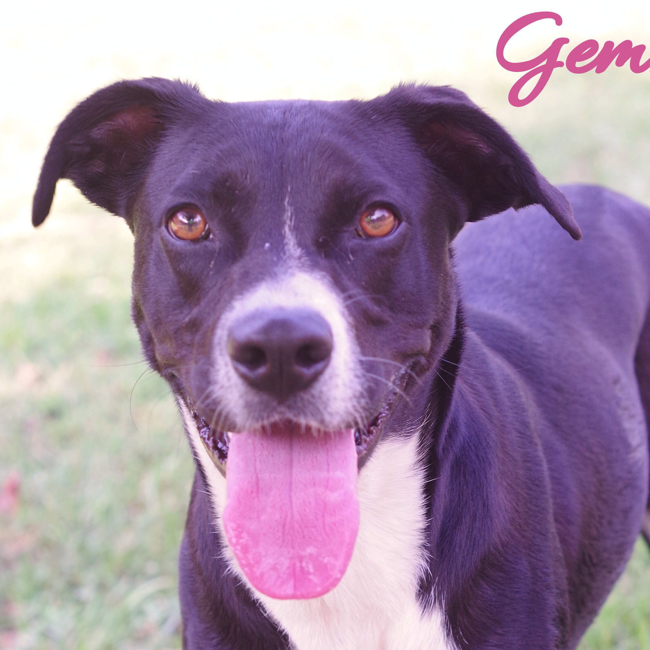 Gemma, a Adoptable mixed breed in Sautee Nacoochee, GA image 5/5