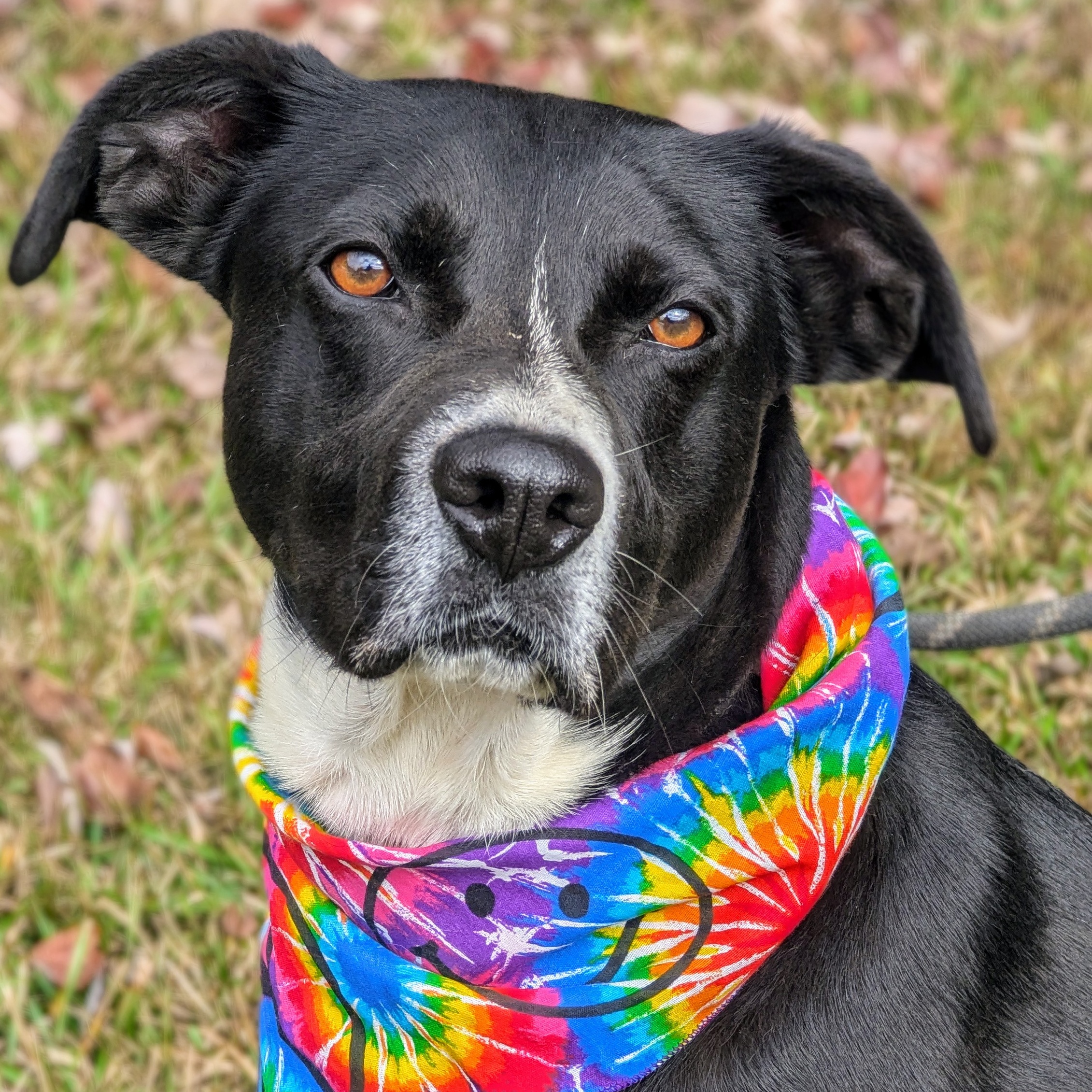 Gemma, a Adoptable mixed breed in Sautee Nacoochee, GA image 1/5