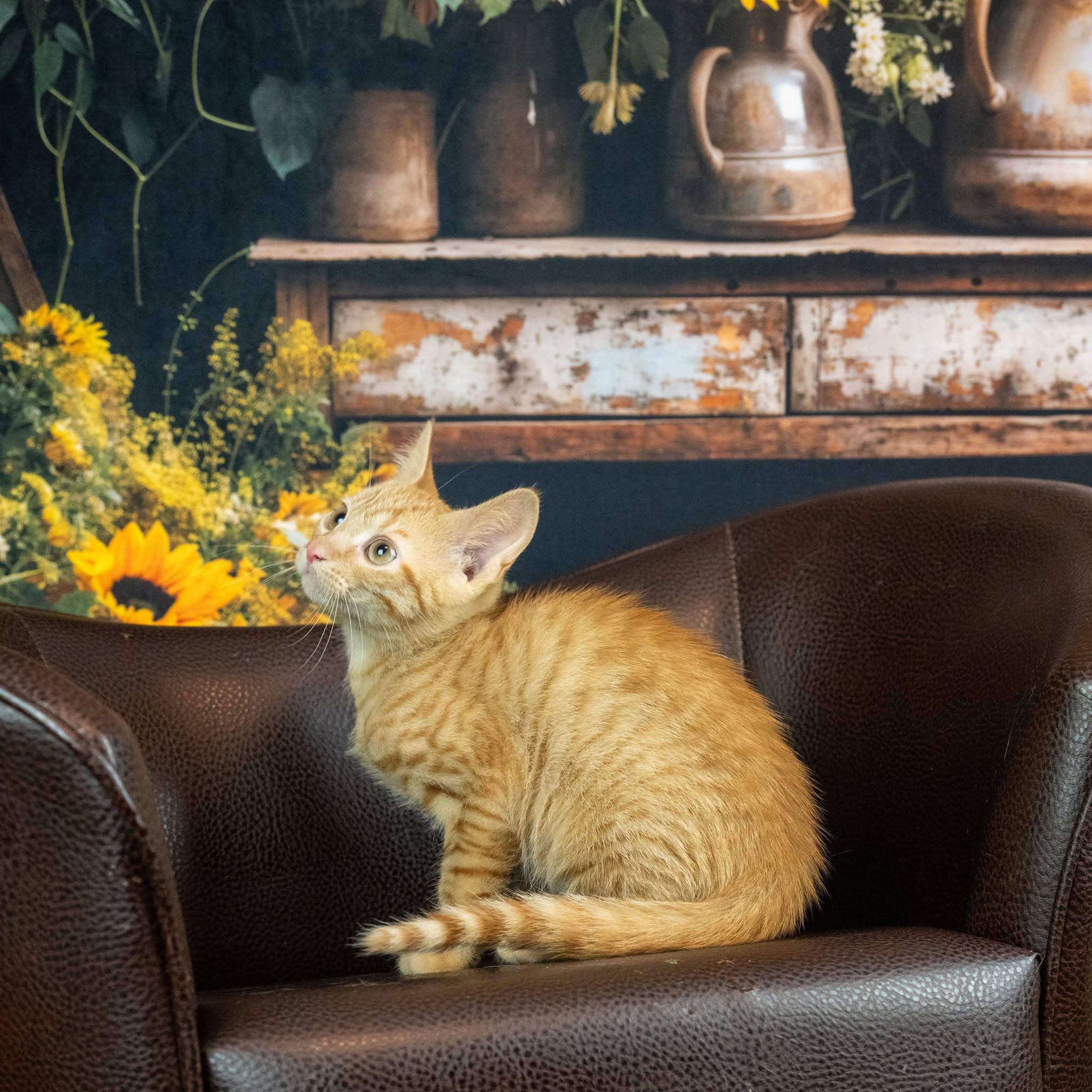Helios, an adopted Domestic Short Hair in Lapeer, MI image 1/4
