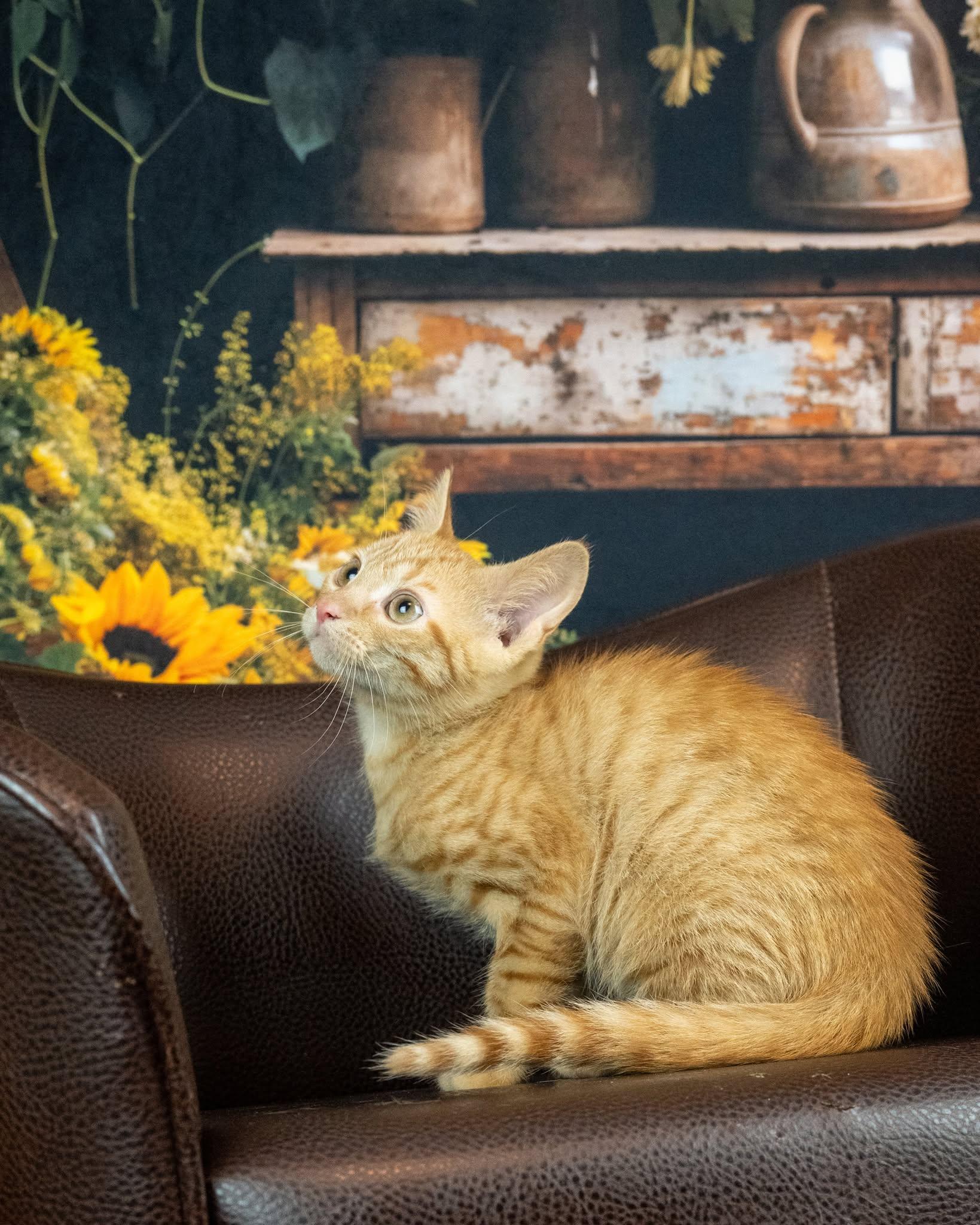 Helios, an adopted Domestic Short Hair in Lapeer, MI image 2/4