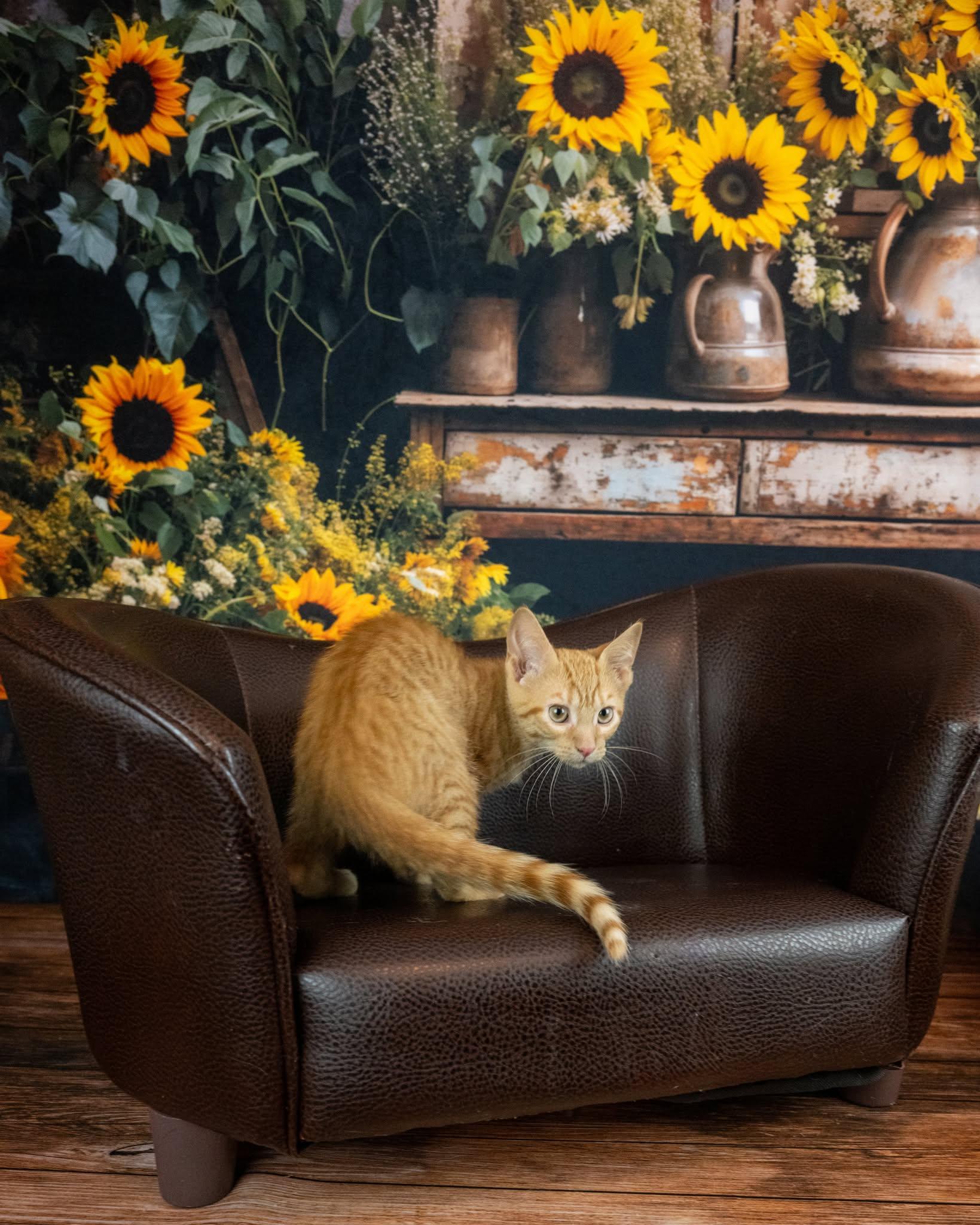 Helios, an adopted Domestic Short Hair in Lapeer, MI image 4/4