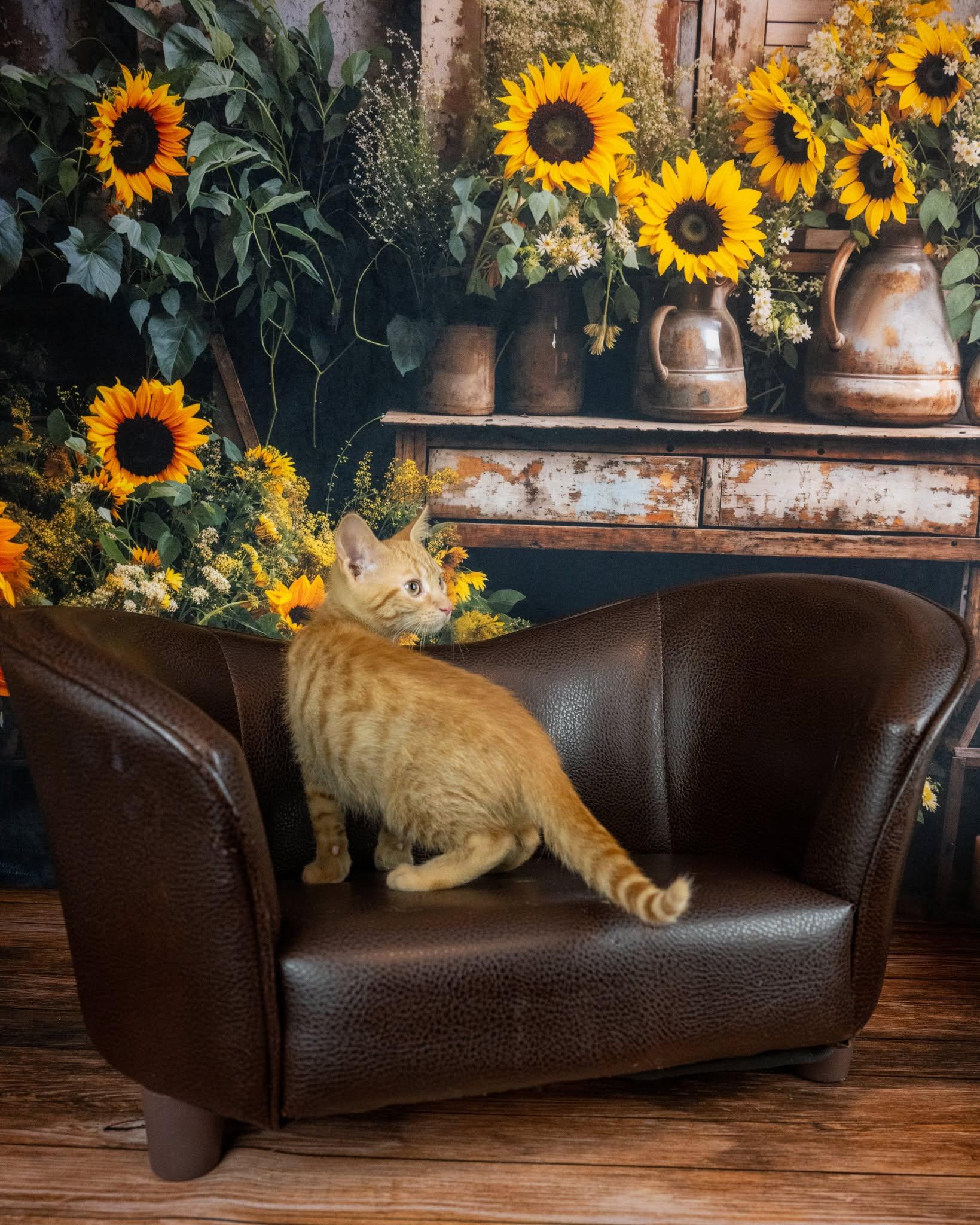 Helios, an adopted Domestic Short Hair in Lapeer, MI image 3/4