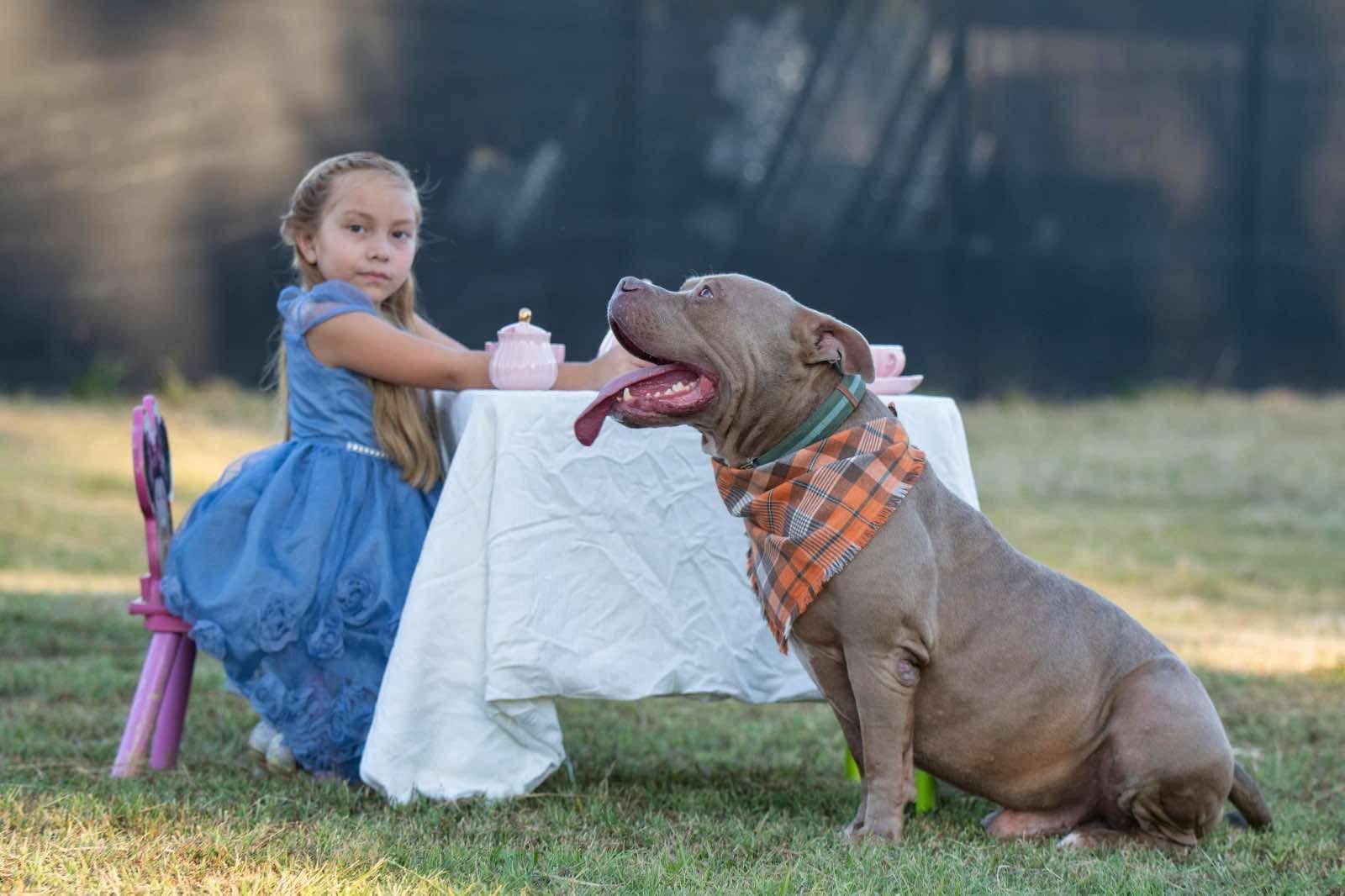 Enlarge Creed, a Adoptable American Bully in Seattle, WA image 6/6
