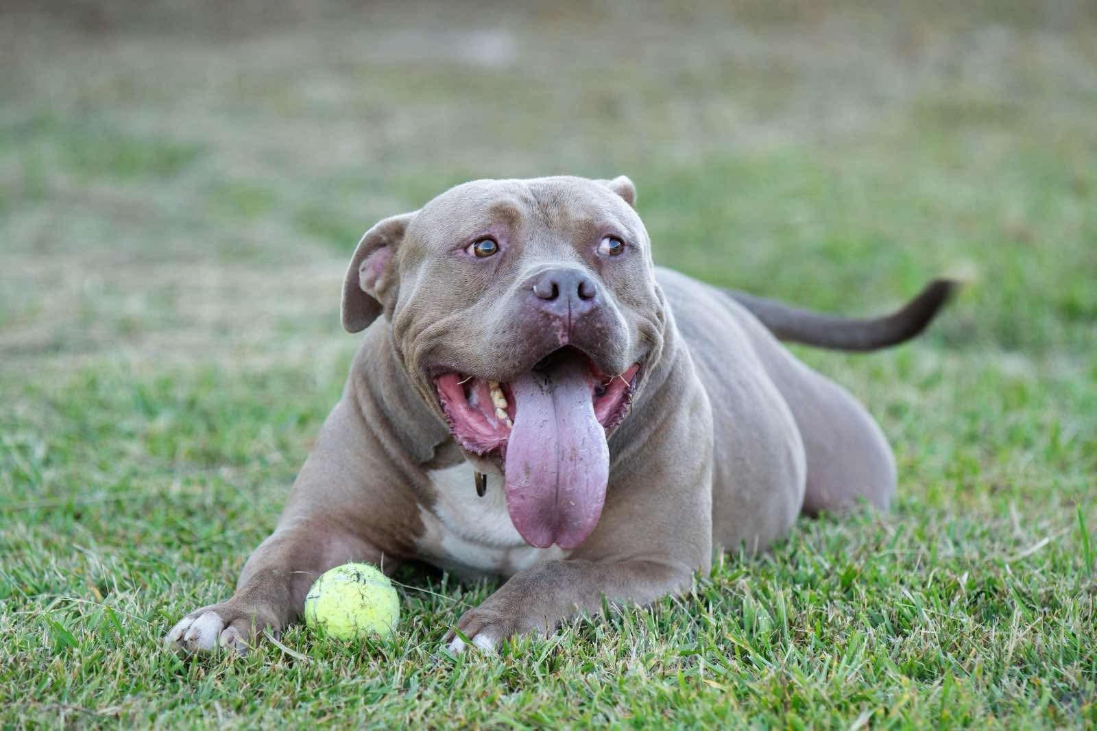 Creed, Adoptable, Adult Male American Bully.