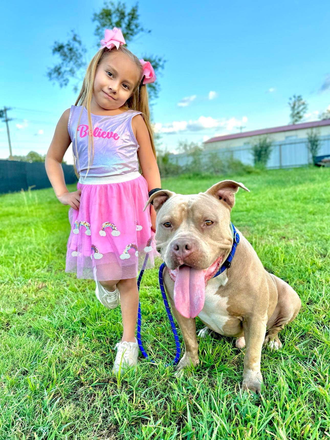 Creed, Adoptable, Adult Male American Bully.