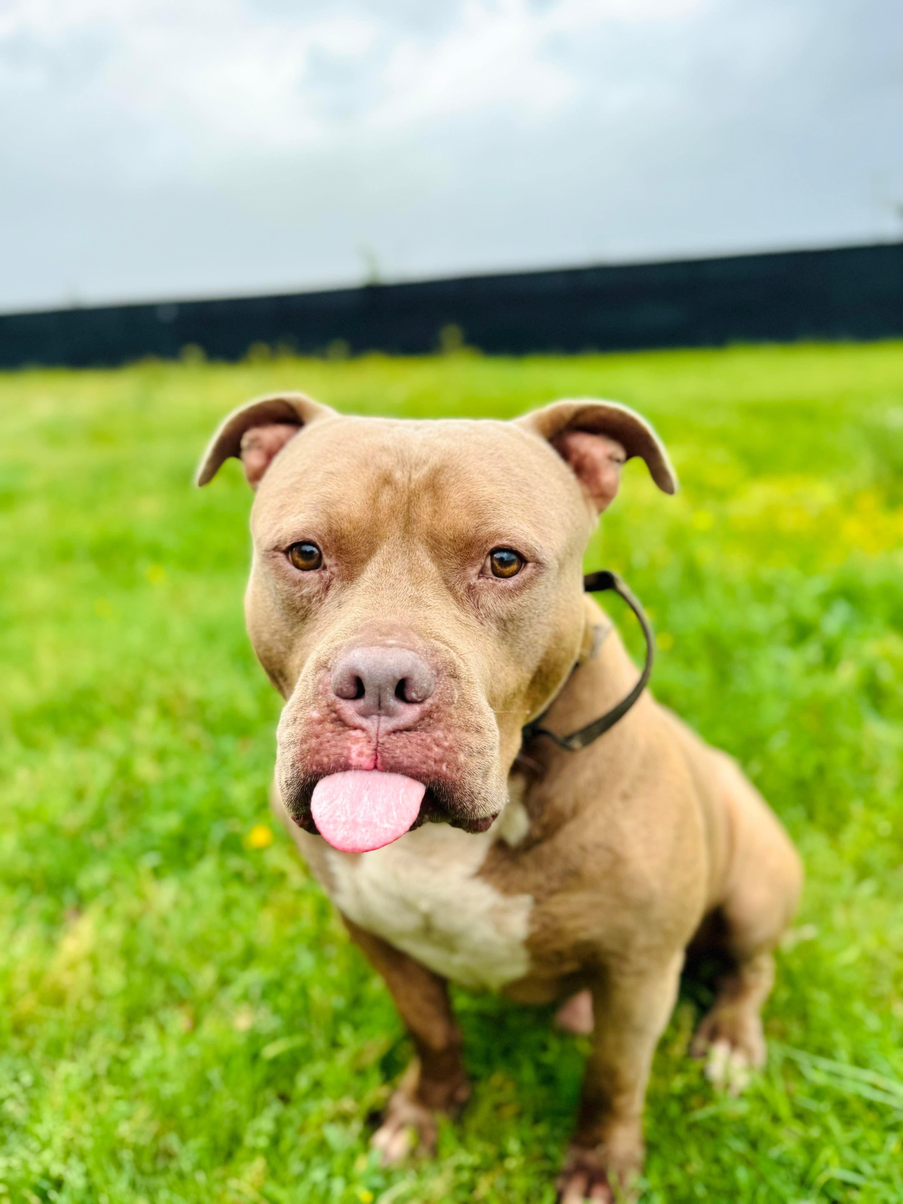 Enlarge Creed, a Adoptable American Bully in Seattle, WA image 2/6