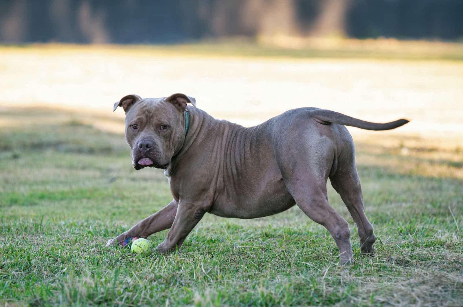 Enlarge Creed, a Adoptable American Bully in Seattle, WA image 3/6
