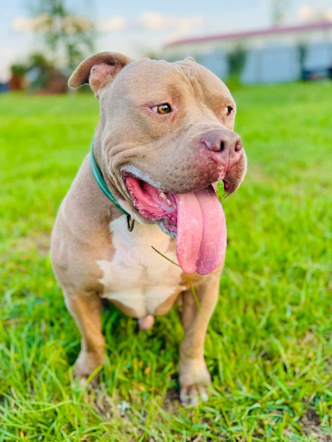 Enlarge Creed, a Adoptable American Bully in Seattle, WA image 4/6