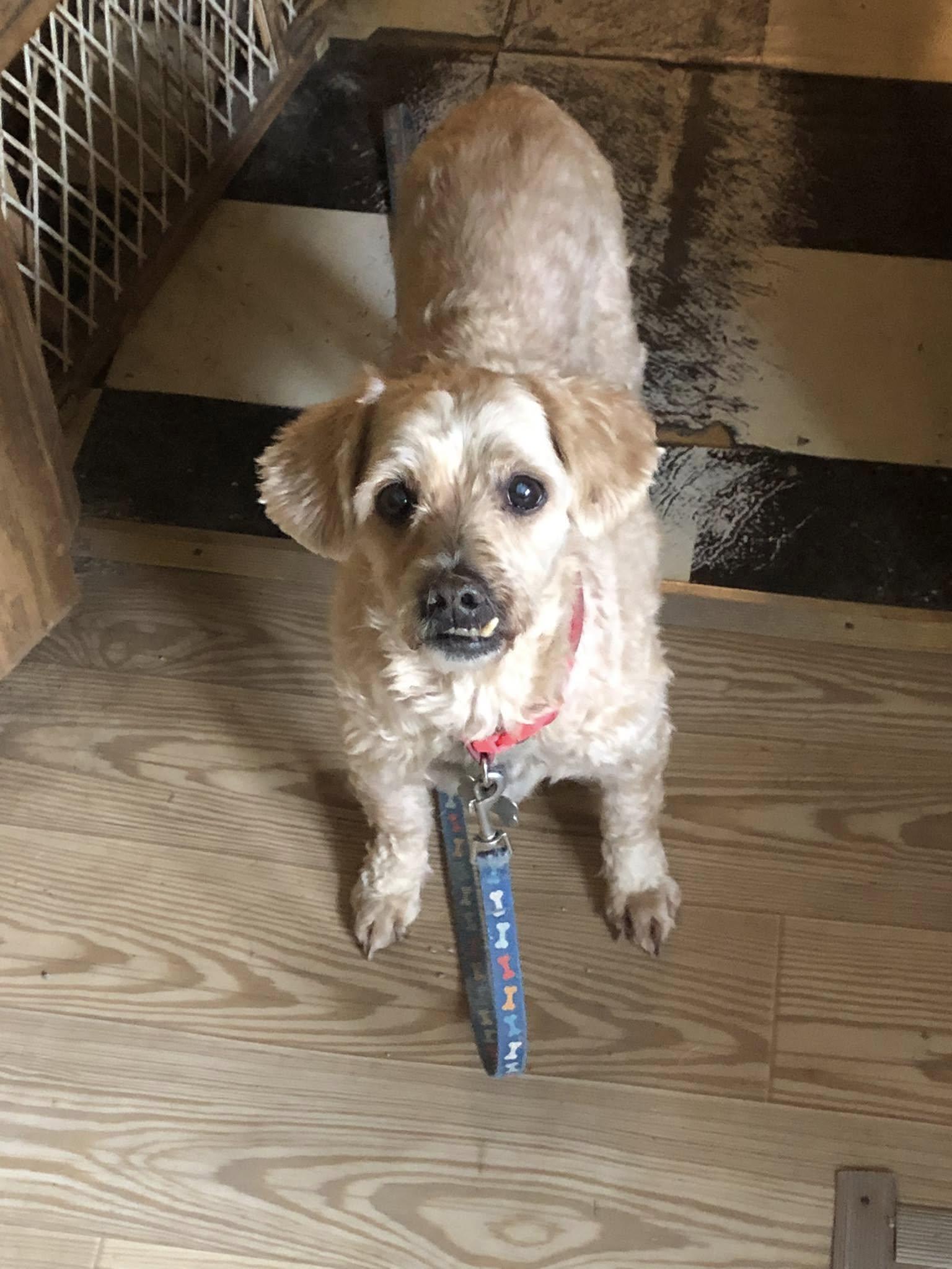 Enlarge Foxy, a Adopted Cockapoo in Hillsboro, OH image 1/1