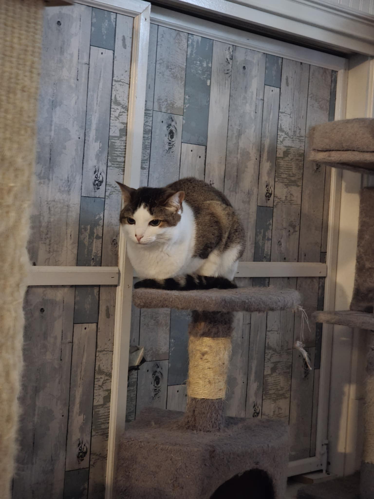 Ember, Adoptable, Adult Female Domestic Short Hair.