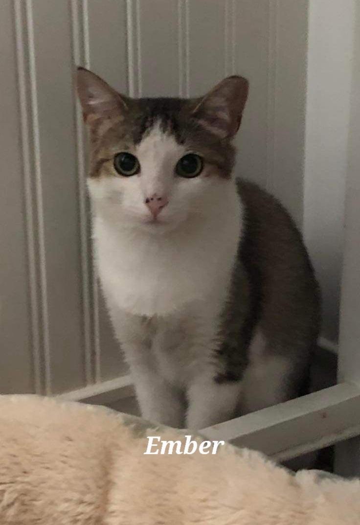 Ember, Adoptable, Adult Female Domestic Short Hair.