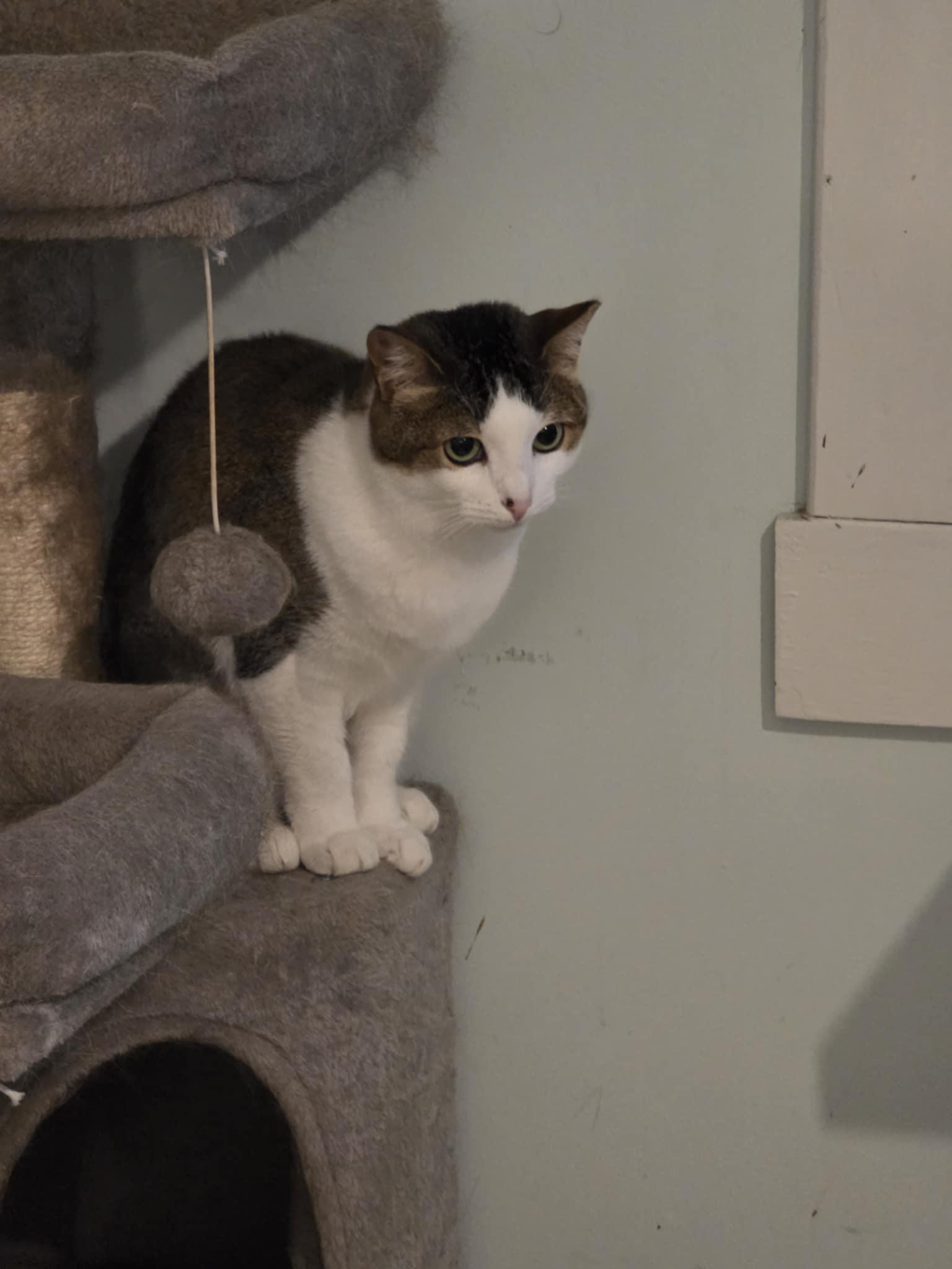 Ember, a Adoptable Domestic Short Hair in Norwich, CT image 3/4