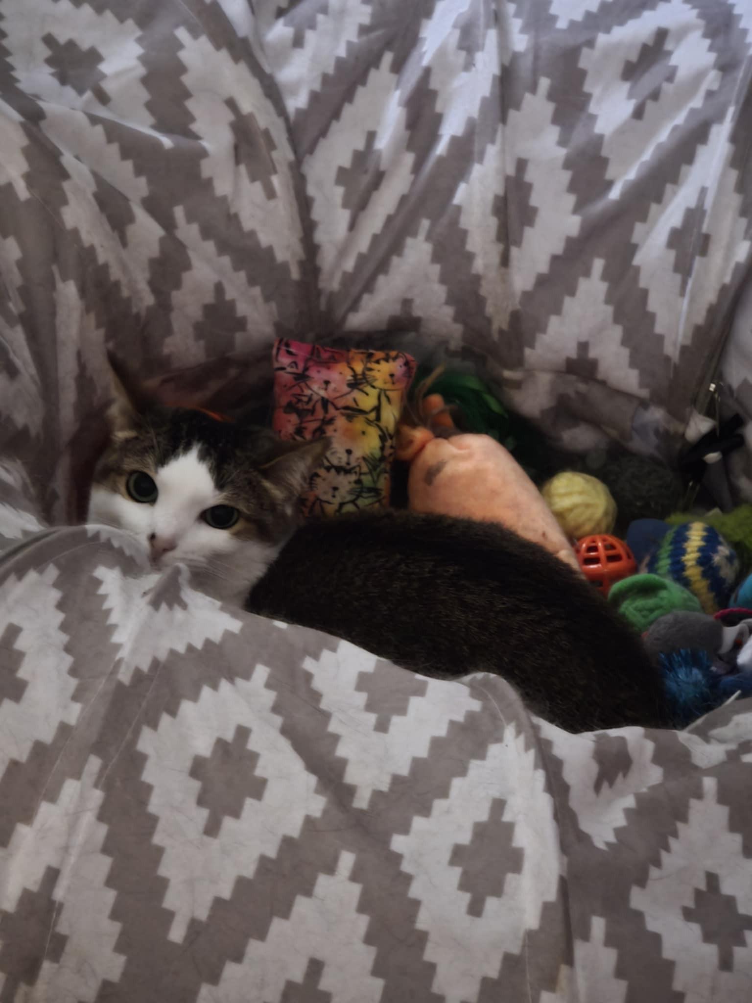 Ember, a Adoptable Domestic Short Hair in Norwich, CT image 4/4