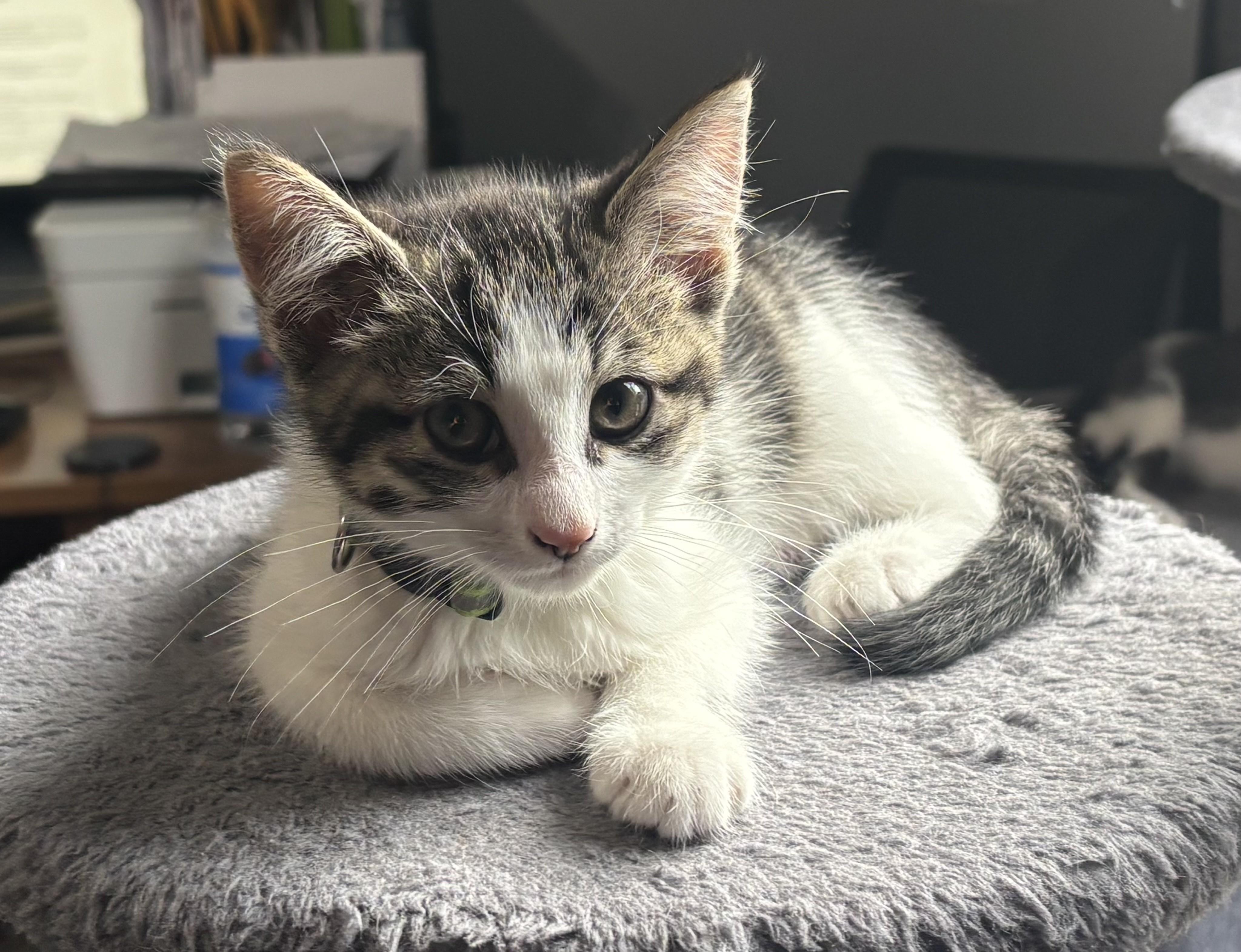 Theodore, a Adoptable Tabby in Macomb, MI image 1/2