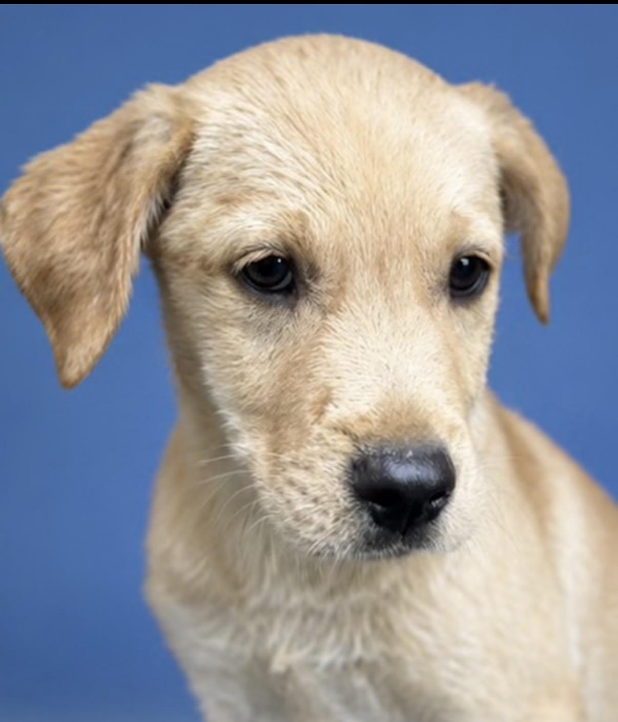 Iris, an adopted mixed breed in Watertown, CT image 3/3