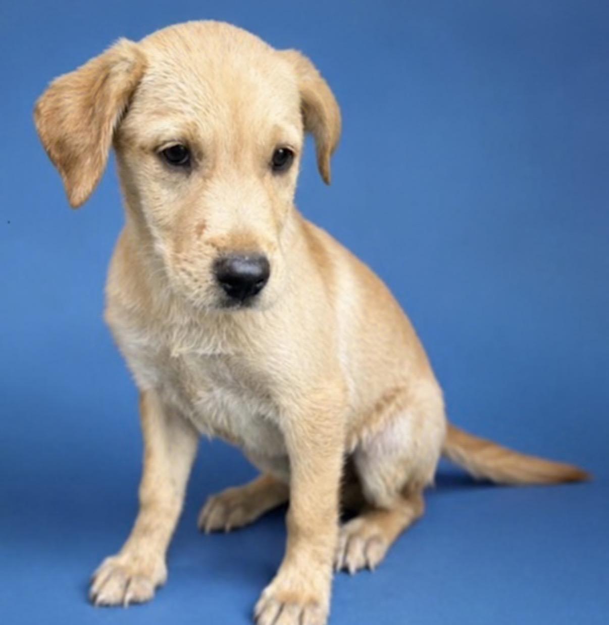 Iris, an adopted mixed breed in Watertown, CT image 1/3