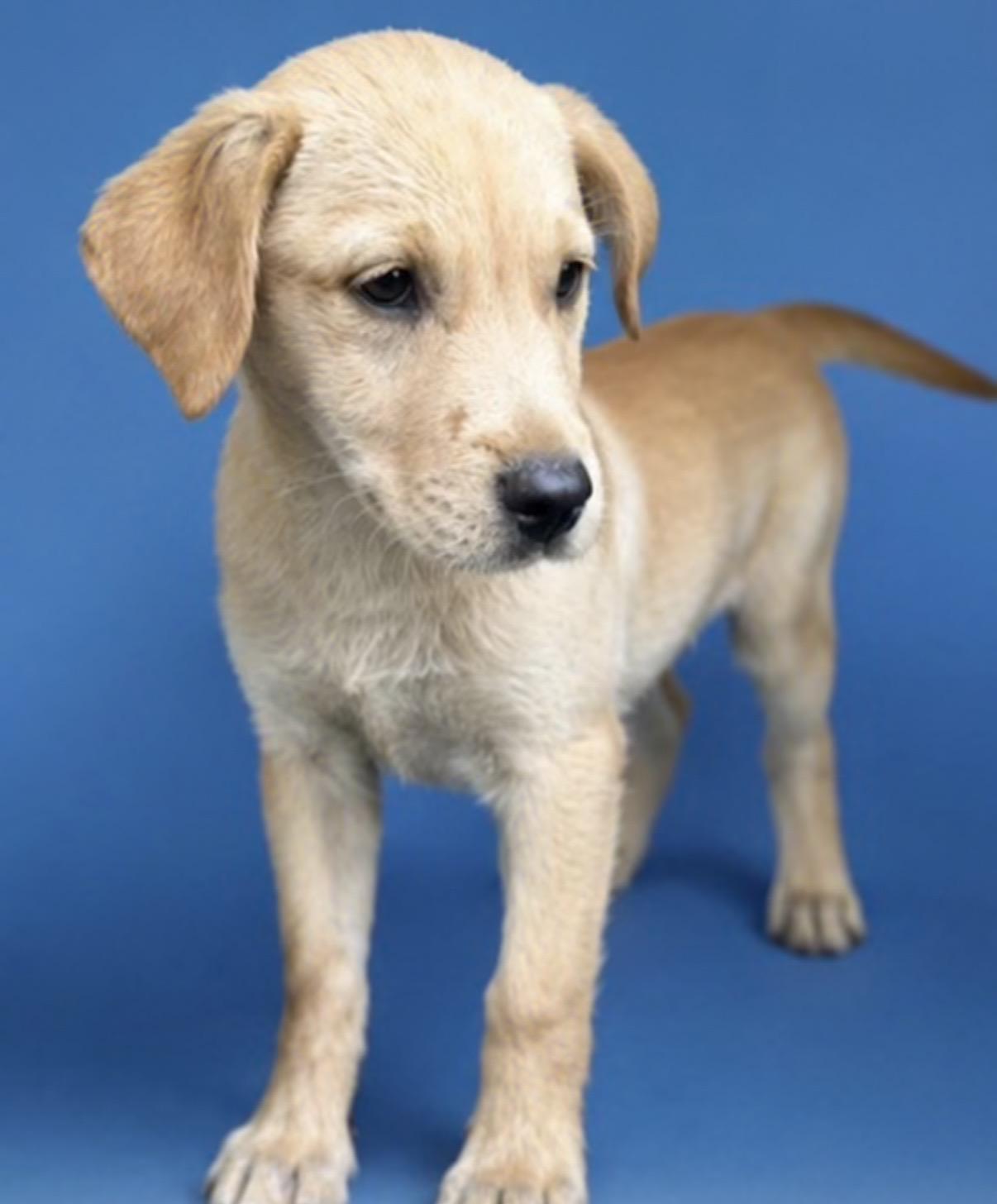 Iris, an adopted mixed breed in Watertown, CT image 2/3