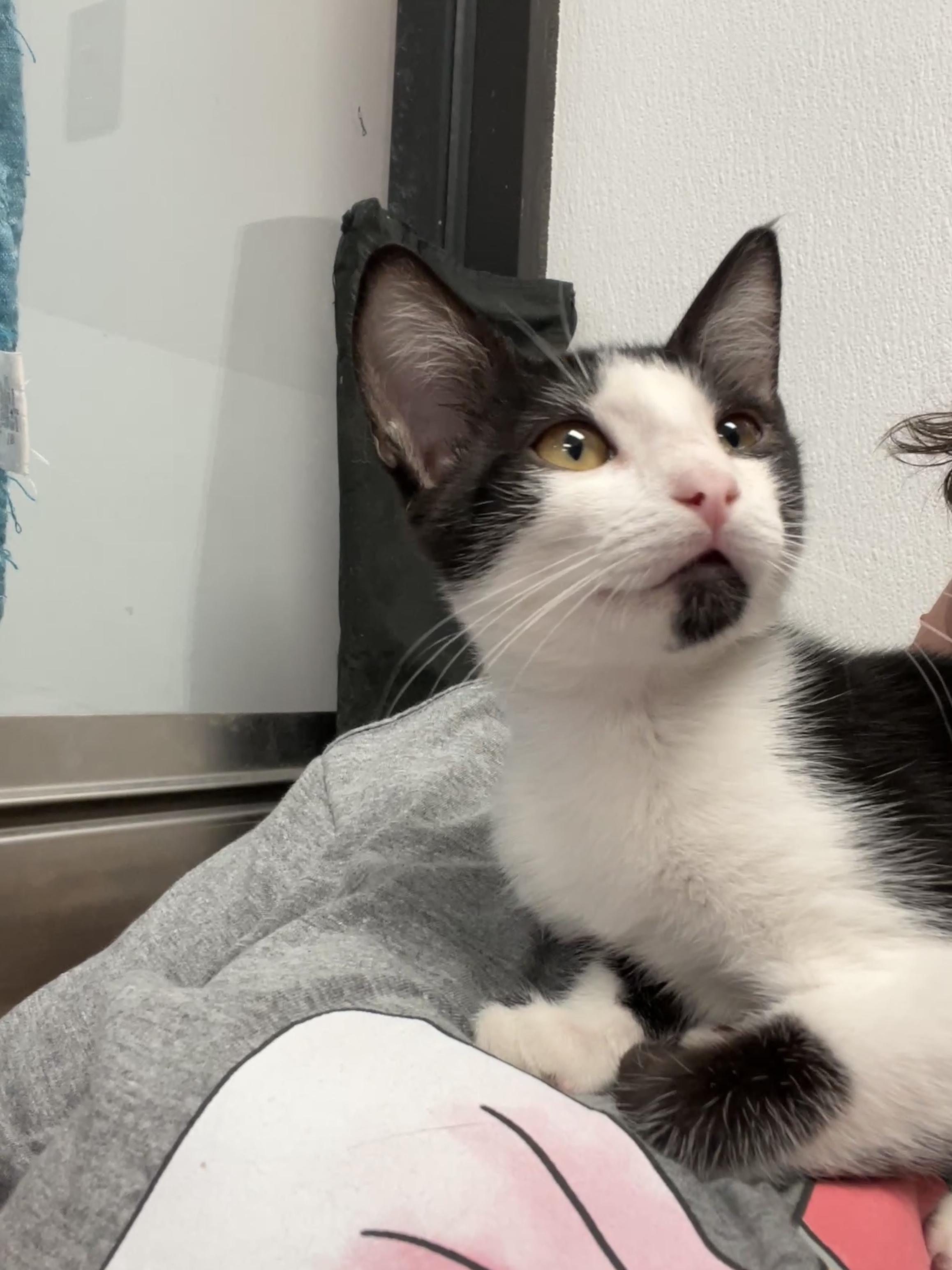 Kimi (Pre adopt-ready after spay)