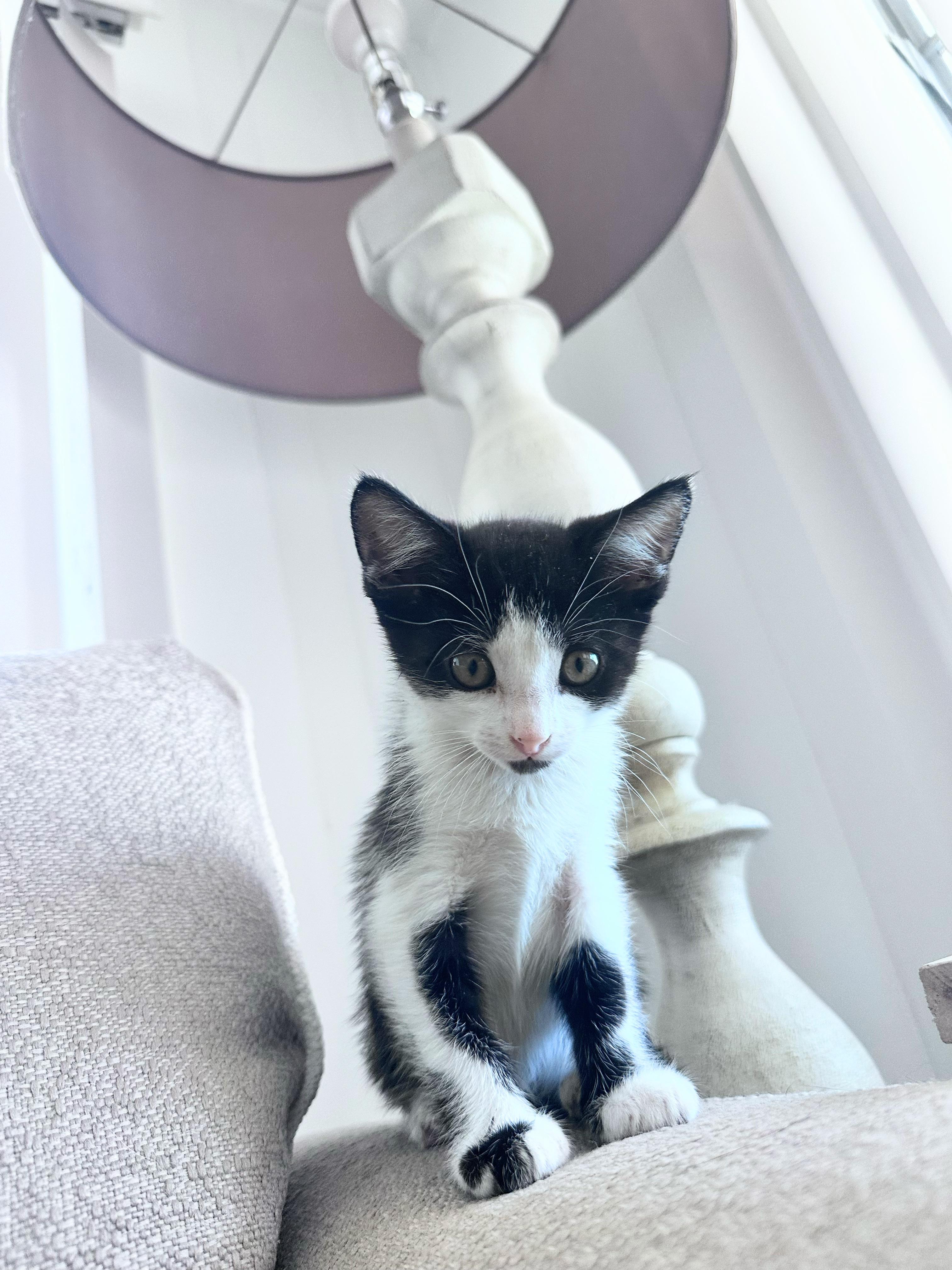 Kimi (Black and White Foster)
