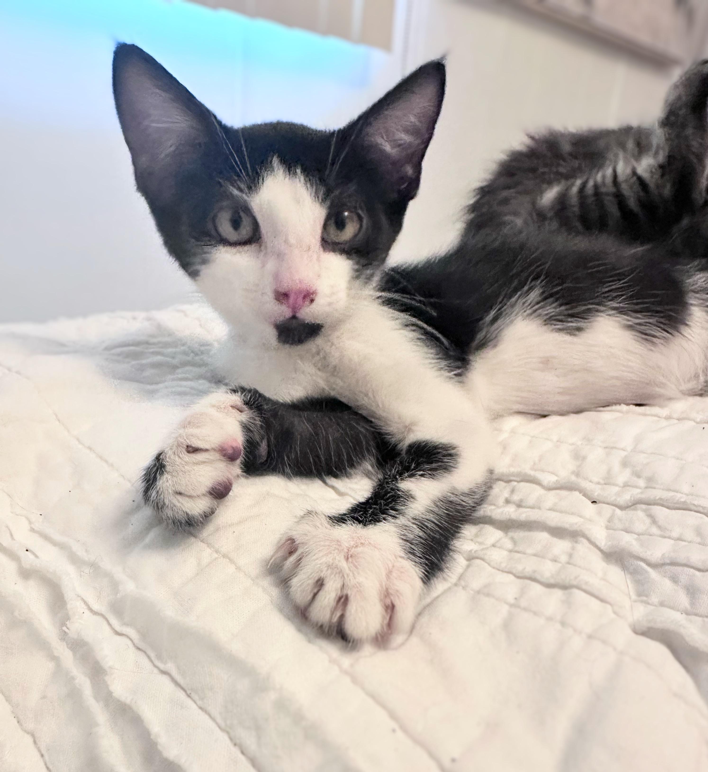 Kimi (Black and White Foster) photo 2