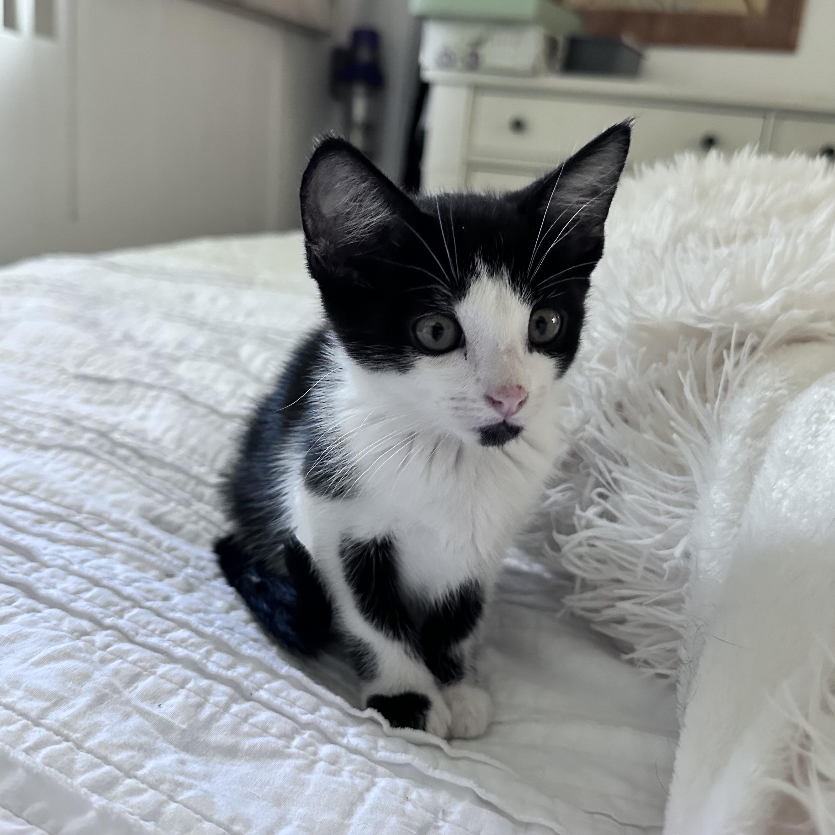 Kimi (Black and White Foster) photo 3