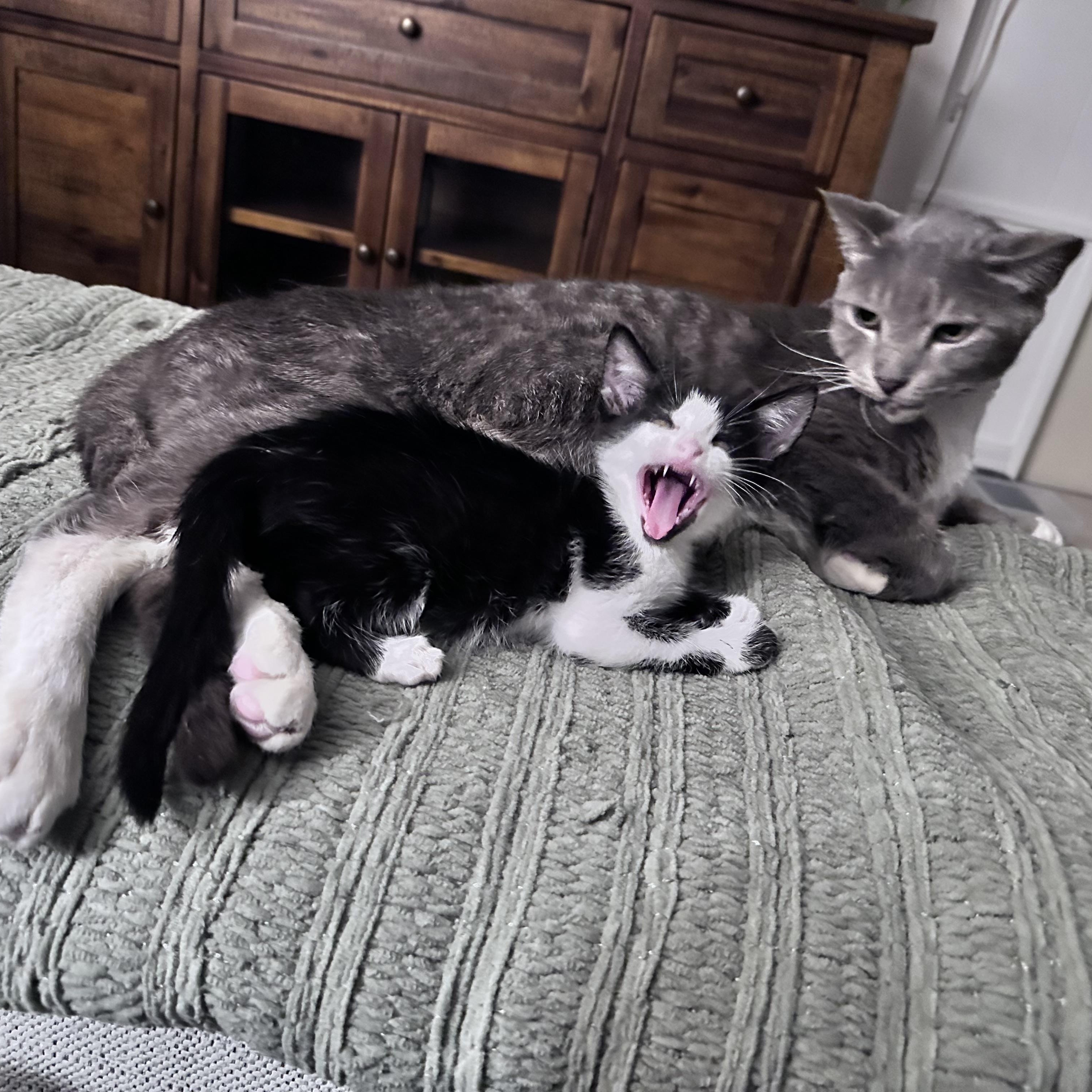 Kimi (Black and White Foster) photo 4