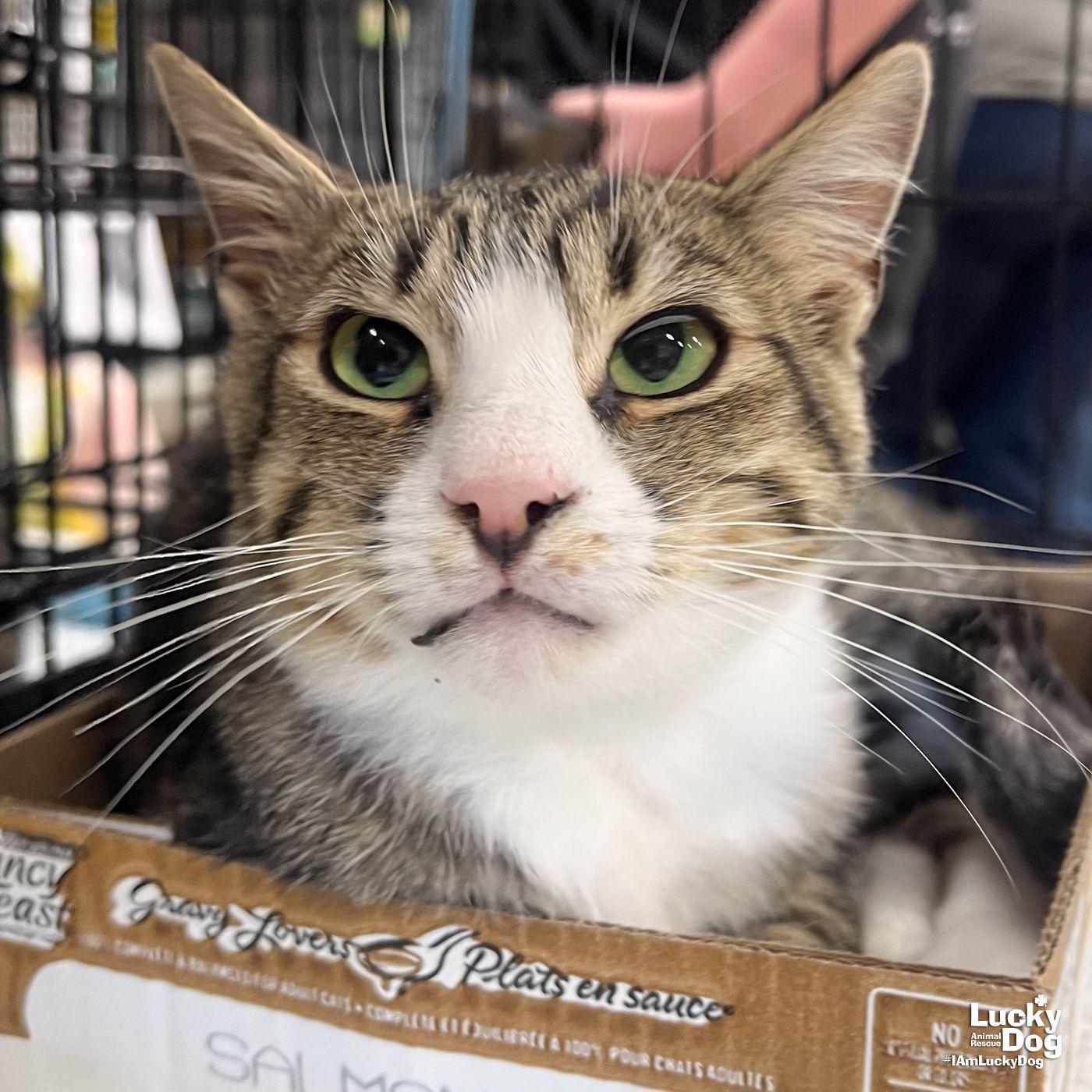 Enlarge Muffin Man, a Adoptable Domestic Short Hair in Washington, DC image 1/3