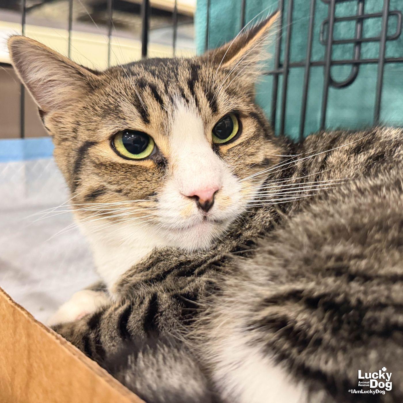 Enlarge Muffin Man, a Adoptable Domestic Short Hair in Washington, DC image 2/3