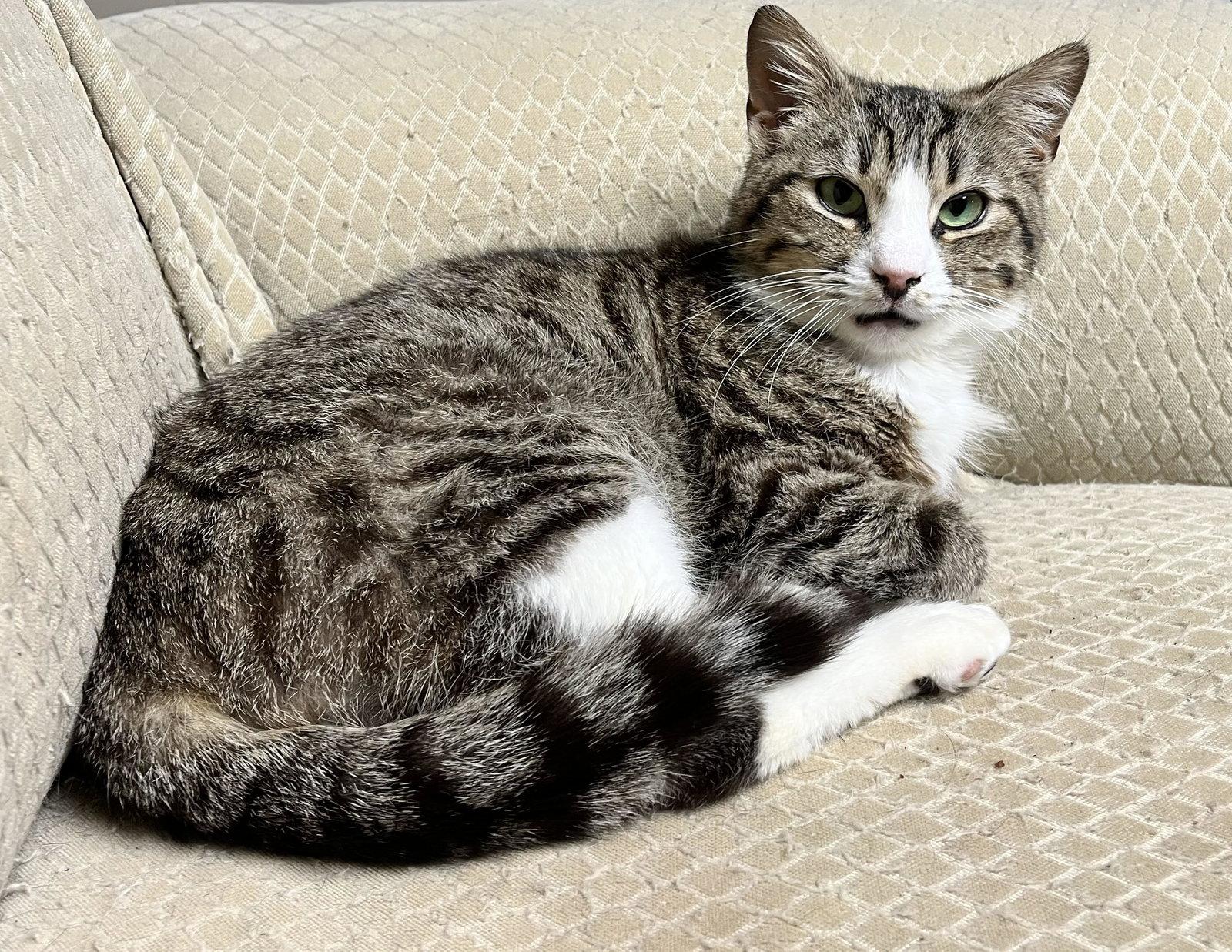 Enlarge Muffin Man, a Adoptable Domestic Short Hair in Washington, DC image 3/3