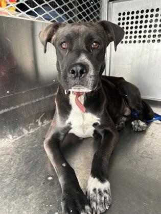 Sheila — thumbnail 2