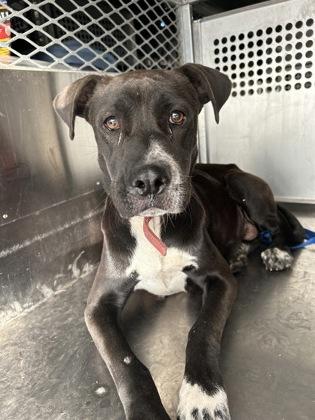 Sheila — thumbnail 4