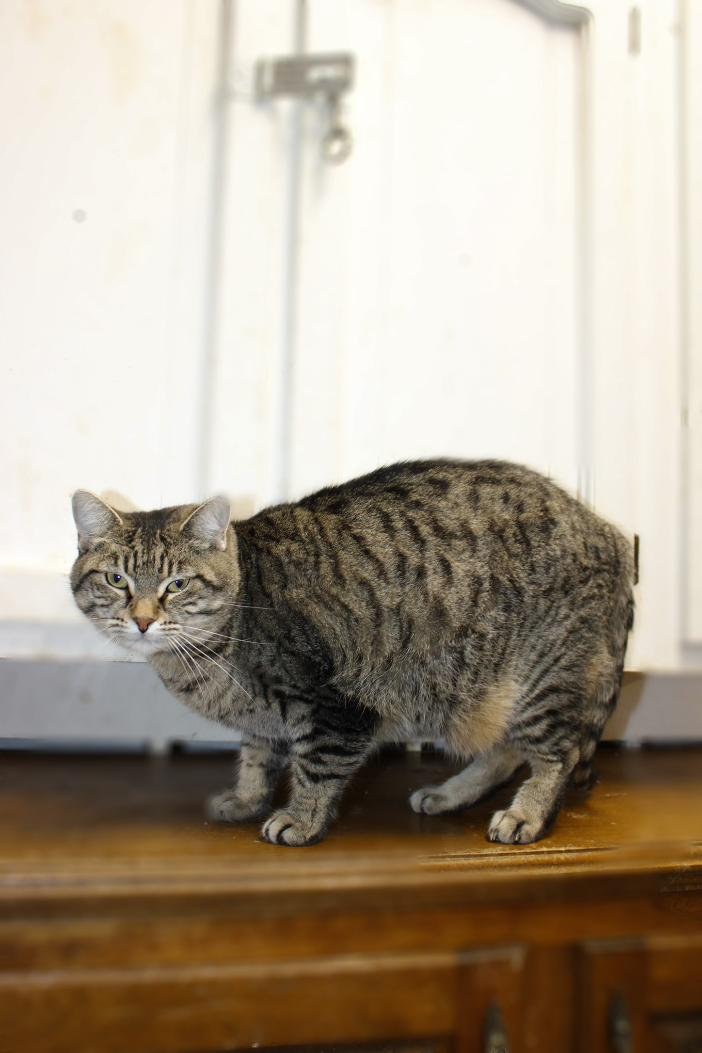 Twix, Adoptable, Young Female Tabby.