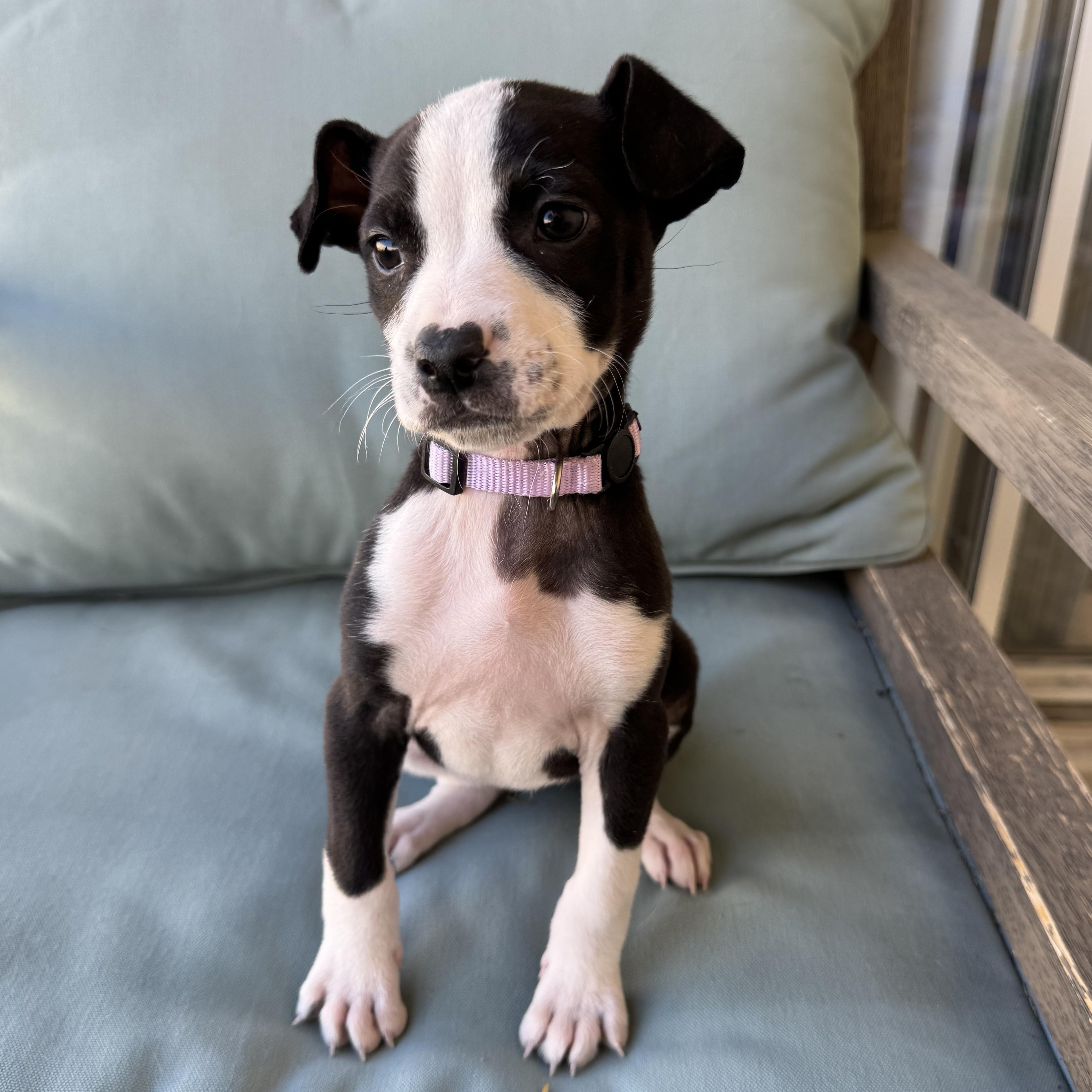 Denali , Adoptable, Puppy Female Mixed Breed.