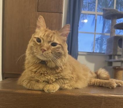 Meeps*, Adoptable, Adult Female Domestic Long Hair & Tabby.