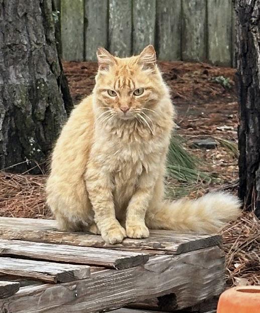 Meeps*, Adoptable, Adult Female Domestic Long Hair & Tabby.