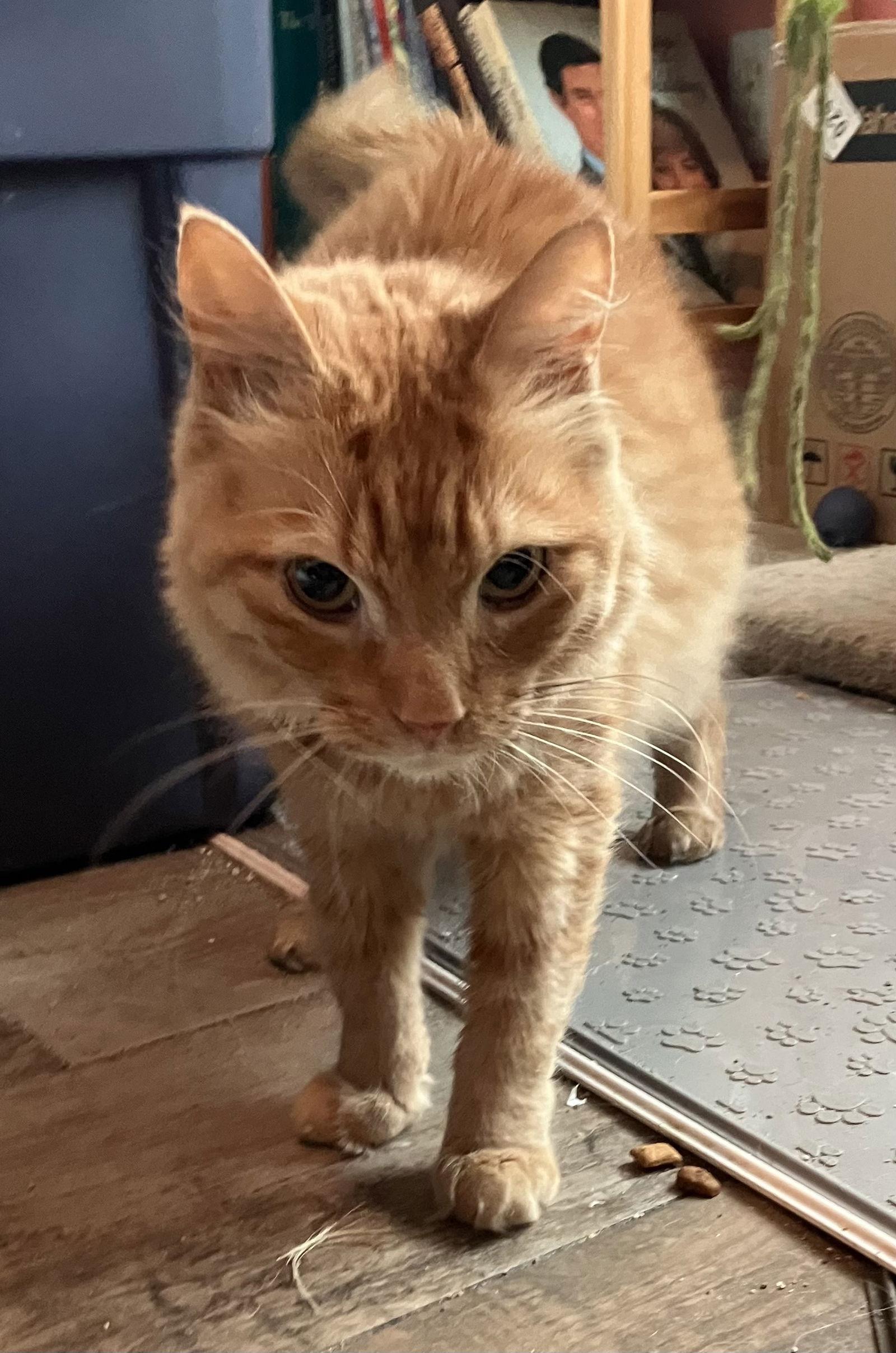 Meeps*, a Adoptable mixed breed in Royal Palm Beach, FL image 2/2