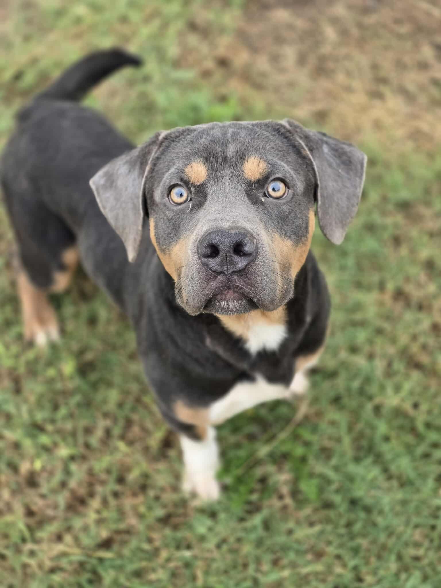 MILO $375, a Adoptable mixed breed in Milwaukee, WI image 6/6